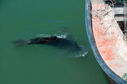 Lobo marino en busca de alimento fácil - Departamento de Maldonado - URUGUAY. Foto No. 55077