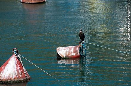 Bird perched on a buoy - Department of Maldonado - URUGUAY. Photo #55075