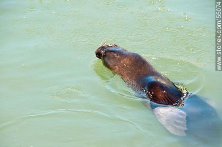 Lobo marino disfrutando su alimento en el puerto - Departamento de Maldonado - URUGUAY. Foto No. 55074