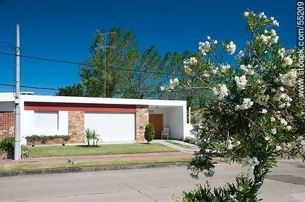 Laurel en flor en la calle Zufriategui. Casa de los años 60 - Departamento de Maldonado - URUGUAY. Foto No. 55209