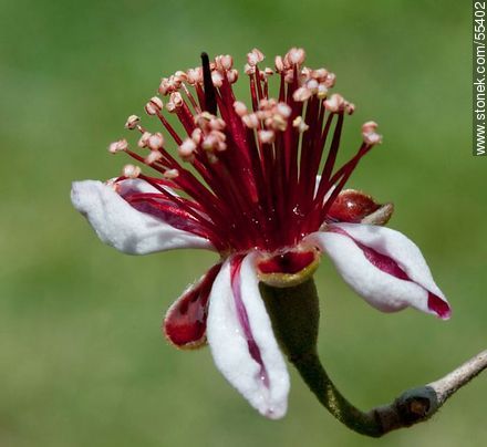 Native guava flower - Flora - MORE IMAGES. Photo #55402