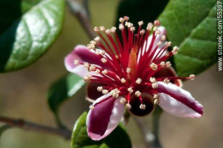Native guava flower - Flora - MORE IMAGES. Photo #55397
