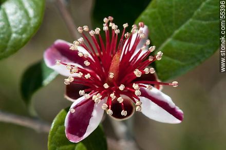 Native guava flower - Flora - MORE IMAGES. Photo #55396