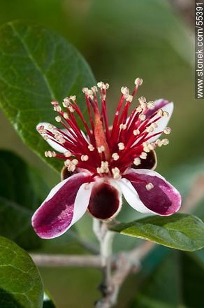 Flor del guayabo criollo - Flora - IMÁGENES VARIAS. Foto No. 55391