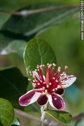 Native guava flower - Flora - MORE IMAGES. Photo #55389