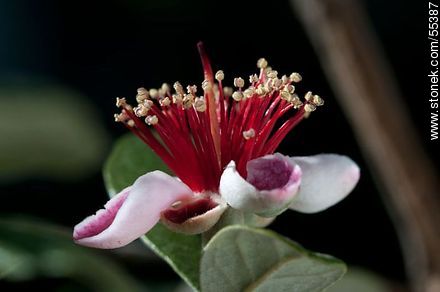 Native guava flower - Flora - MORE IMAGES. Photo #55387