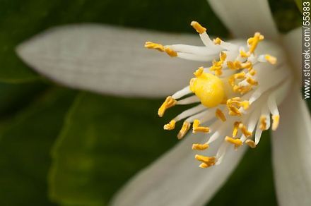Flor del limonero o azahar - Flora - IMÁGENES VARIAS. Foto No. 55383
