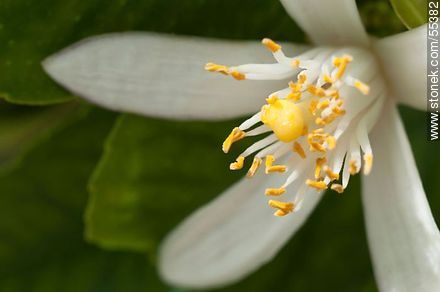Flor del limonero o azahar - Flora - IMÁGENES VARIAS. Foto No. 55382