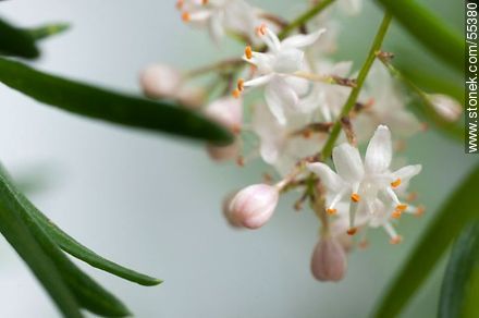 Flor del espárrago de jardín - Flora - IMÁGENES VARIAS. Foto No. 55380