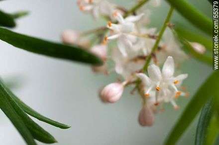 Asparagus umbellatus flower - Flora - MORE IMAGES. Photo #55379