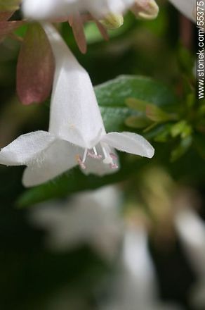 White abelia - Flora - MORE IMAGES. Photo #55375