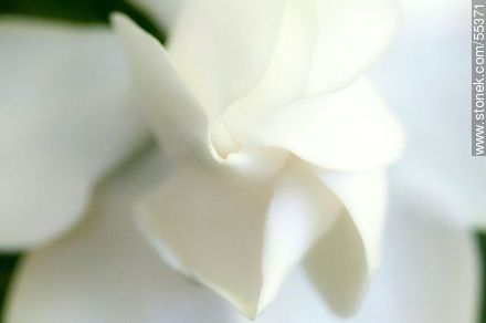 Pétalos blancos de jazmín del cabo - Flora - IMÁGENES VARIAS. Foto No. 55371
