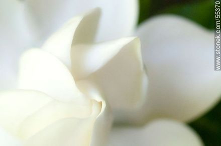 Jasmine petals - Flora - MORE IMAGES. Photo #55370