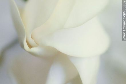 Pétalos blancos de jazmín del cabo - Flora - IMÁGENES VARIAS. Foto No. 55369
