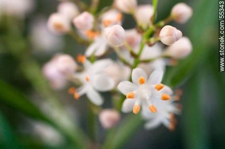 Flor del espárrago de jardín - Flora - IMÁGENES VARIAS. Foto No. 55343