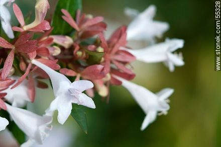 Abelia blanca en flor - Flora - IMÁGENES VARIAS. Foto No. 55328
