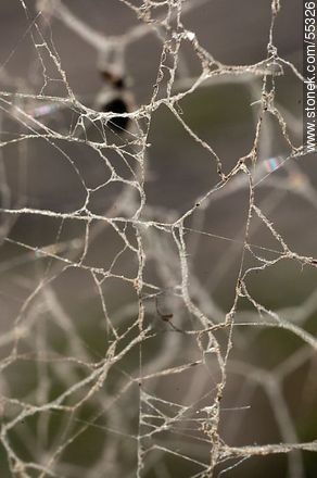Tangle of cobwebs to dust adhering - Fauna - MORE IMAGES. Photo #55326