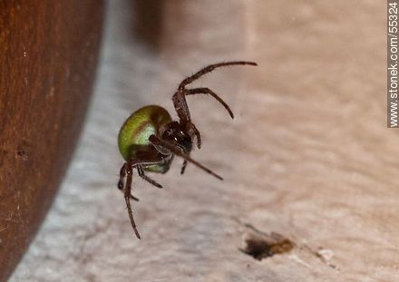 Spider dark body with white hair and green belly  - Fauna - MORE IMAGES. Photo #55324