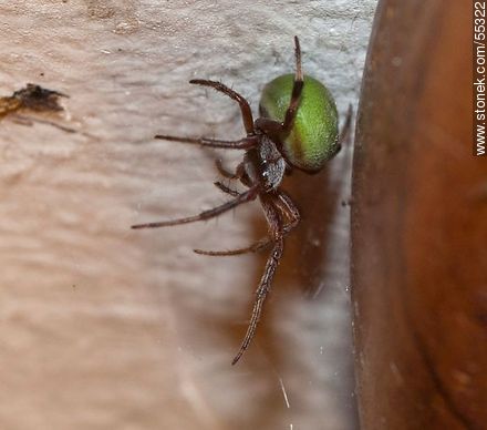 Spider dark body with white hair and green belly  - Fauna - MORE IMAGES. Photo #55322