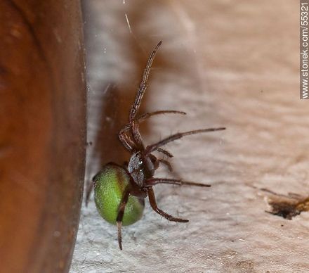 Araña de cuerpo oscuro con pelos blancos y abdomen verde - Fauna - IMÁGENES VARIAS. Foto No. 55321
