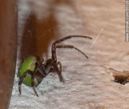 Spider dark body with white hair and green belly  - Fauna - MORE IMAGES. Photo #55320