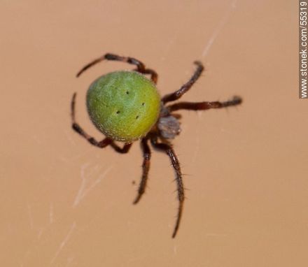 Spider dark body with white hair and green belly weaving its web - Fauna - MORE IMAGES. Photo #55319
