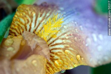 Estambres de un iris - Flora - IMÁGENES VARIAS. Foto No. 55317