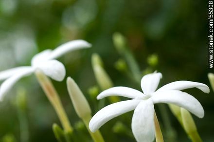 Jasminum Azoricum  - Flora - MORE IMAGES. Photo #55308
