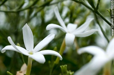 Jasminum Azoricum  - Flora - MORE IMAGES. Photo #55305