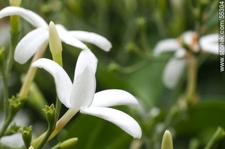 Flores del jazmín del país - Flora - IMÁGENES VARIAS. Foto No. 55304