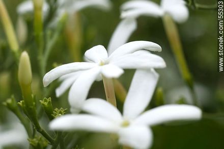 Jasminum Azoricum  - Flora - MORE IMAGES. Photo #55303
