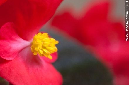 Red begonia - Flora - MORE IMAGES. Photo #55301