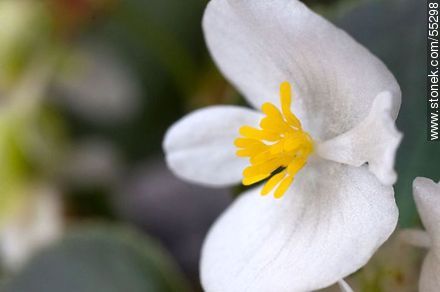 Flor de azucar blanca - Flora - IMÁGENES VARIAS. Foto No. 55298