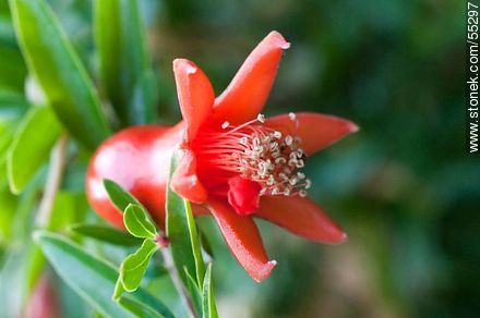 Pomegranate - Flora - MORE IMAGES. Photo #55297