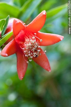 Pomegranate - Flora - MORE IMAGES. Photo #55296