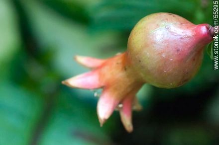 Pomegranate - Flora - MORE IMAGES. Photo #55295