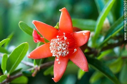Pomegranate - Flora - MORE IMAGES. Photo #55293