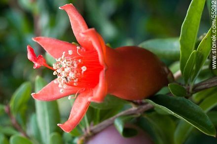 Pomegranate - Flora - MORE IMAGES. Photo #55292