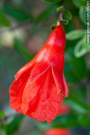 Pomegranate - Flora - MORE IMAGES. Photo #55291