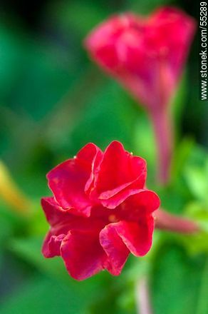 Red mirabilis jalapa - Flora - MORE IMAGES. Photo #55289