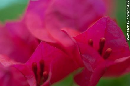 Flor de santa rita roja - Flora - IMÁGENES VARIAS. Foto No. 55429