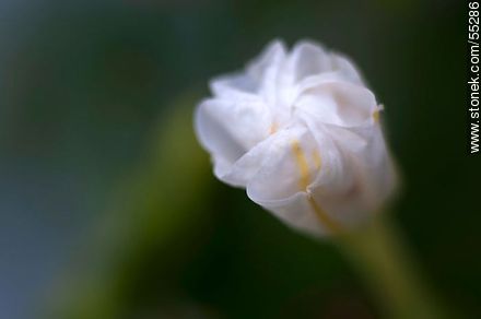 White mirabilis jalapa - Flora - MORE IMAGES. Photo #55286