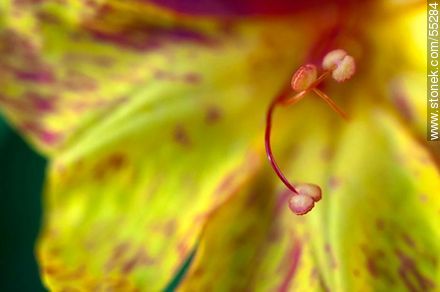Yellow mirabilis jalapa - Flora - MORE IMAGES. Photo #55284