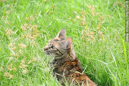 Gato doméstico acechando entre los pastos crecidos - Fauna - IMÁGENES VARIAS. Foto No. 55418