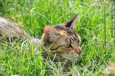 Domestic cat lurking in the grown grass - Fauna - MORE IMAGES. Foto No. 55417