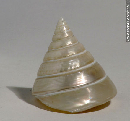 Concha de caracol marino en forma de cono -  - IMÁGENES VARIAS. Foto No. 55956