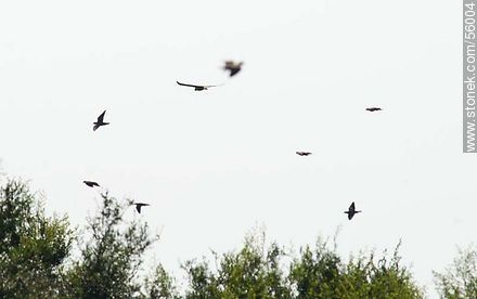 Águila langostera y palomas volando en campos de Flores - Fauna - IMÁGENES VARIAS. Foto No. 56004