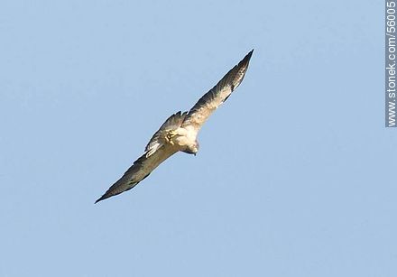 Swainson's Hawk  - Fauna - MORE IMAGES. Photo #56005