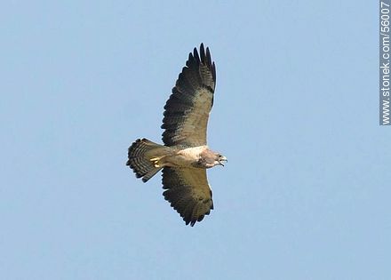 Swainson's Hawk  - Fauna - MORE IMAGES. Photo #56007