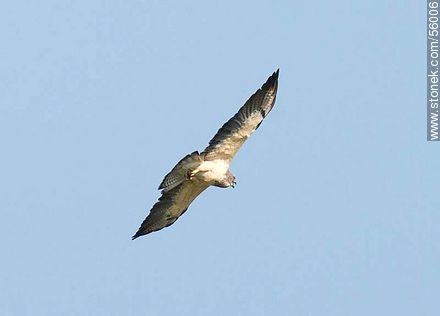 Swainson's Hawk  - Fauna - MORE IMAGES. Photo #56006